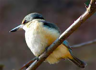 Kingfisher