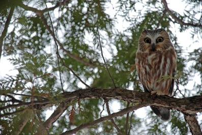 A sawwhet owl 