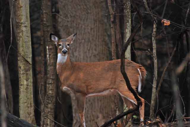 Deer at Beaver Lake